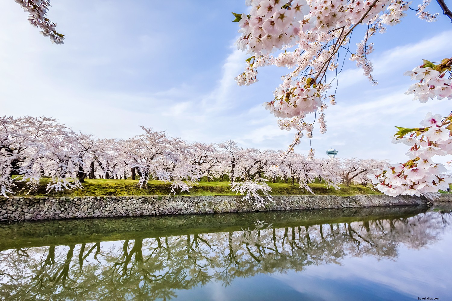 世界中の桜を見るのに最適な場所 